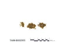 藏品(腫枝苔屬)的圖片